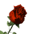 rose1.gif (6441 octets)