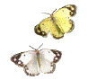 ypapil30[1].gif (8953 octets)